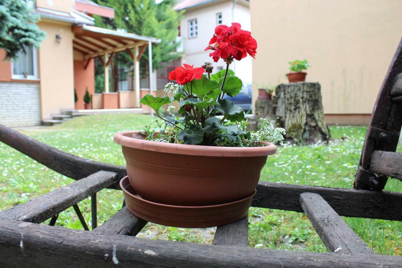 Strigonia *