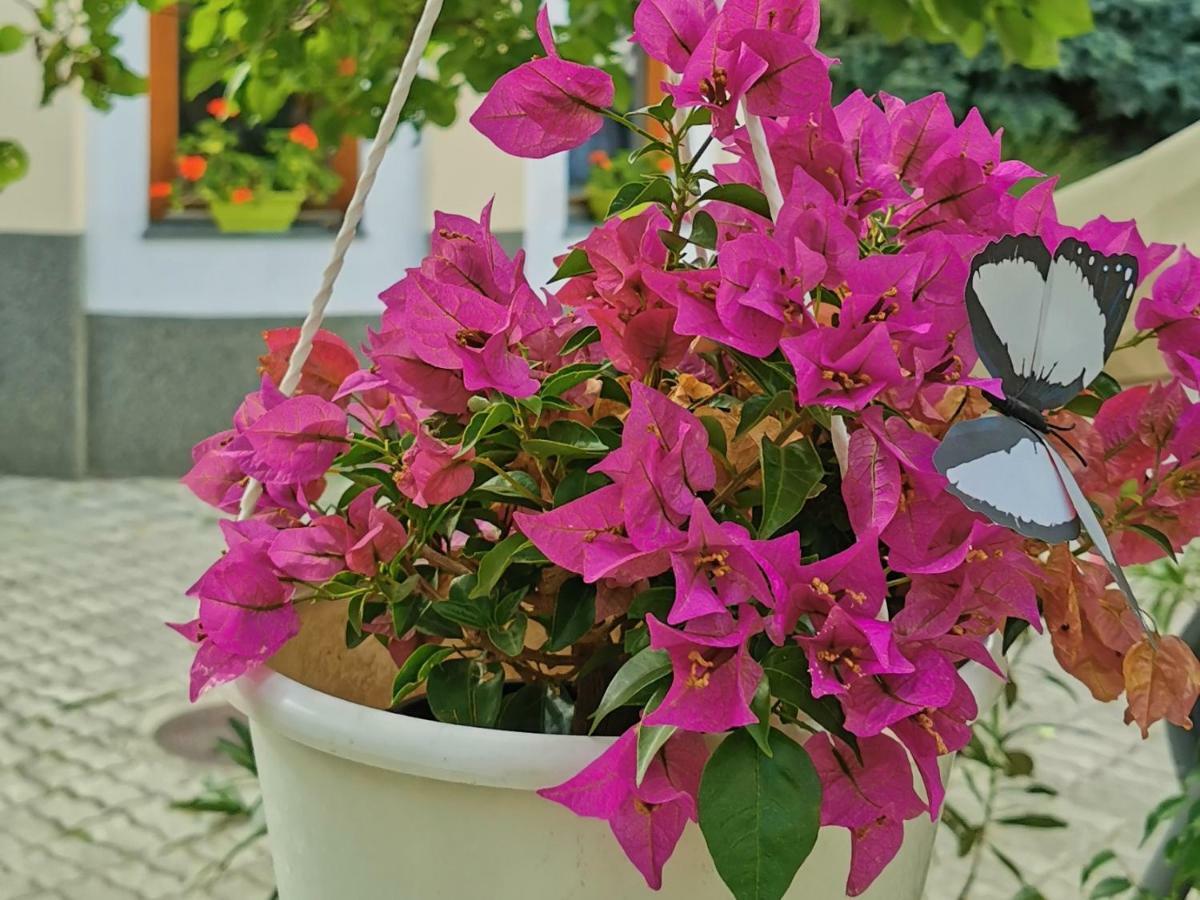 Strigonia Apartment Esztergom